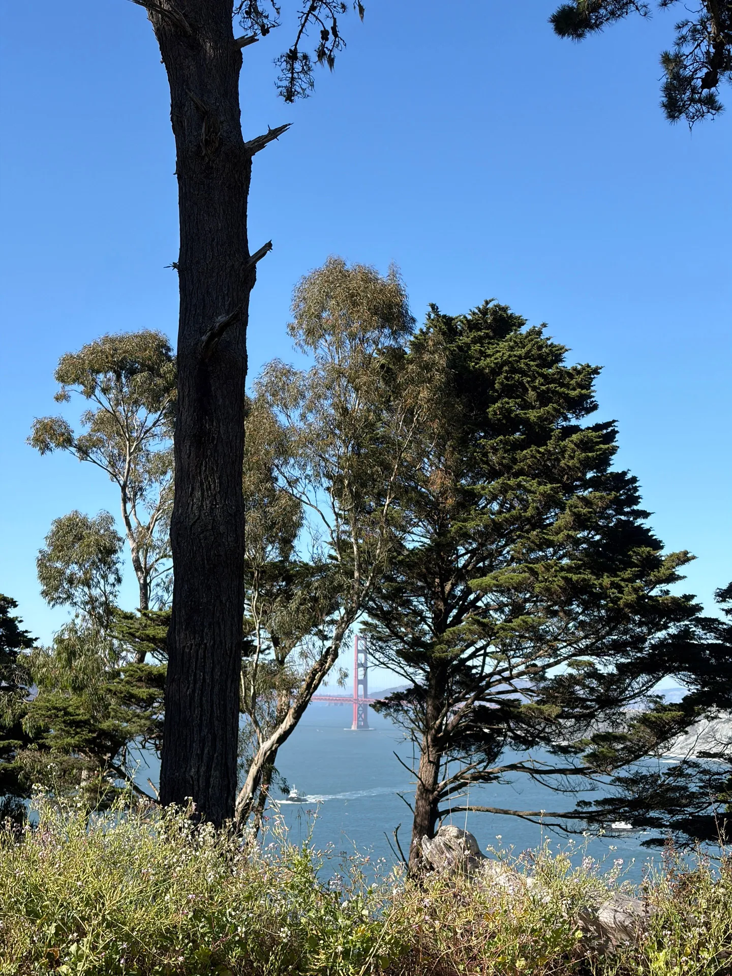 Golden Gate through the trees