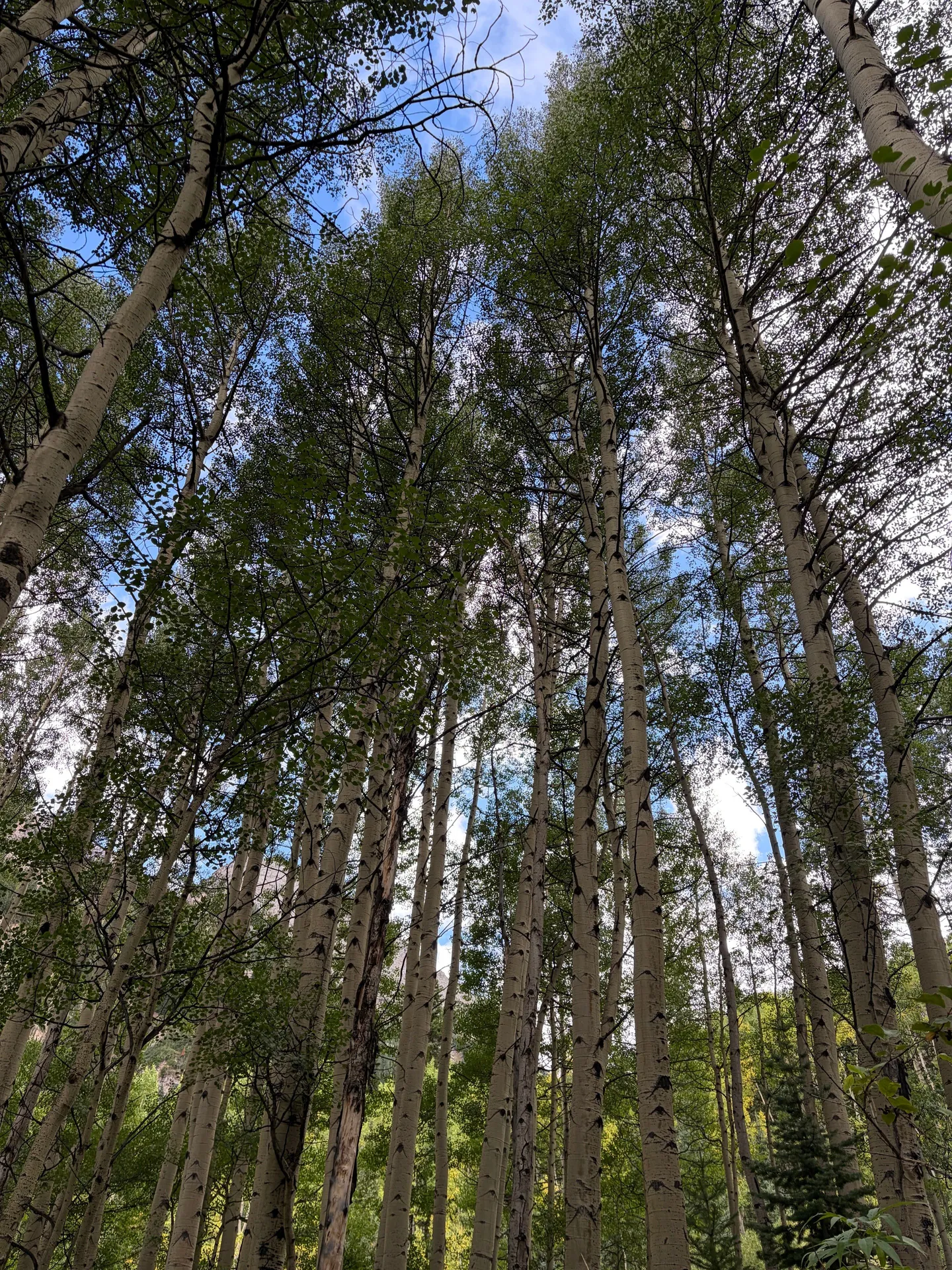 Looking up through trees in Aspen, Colorado