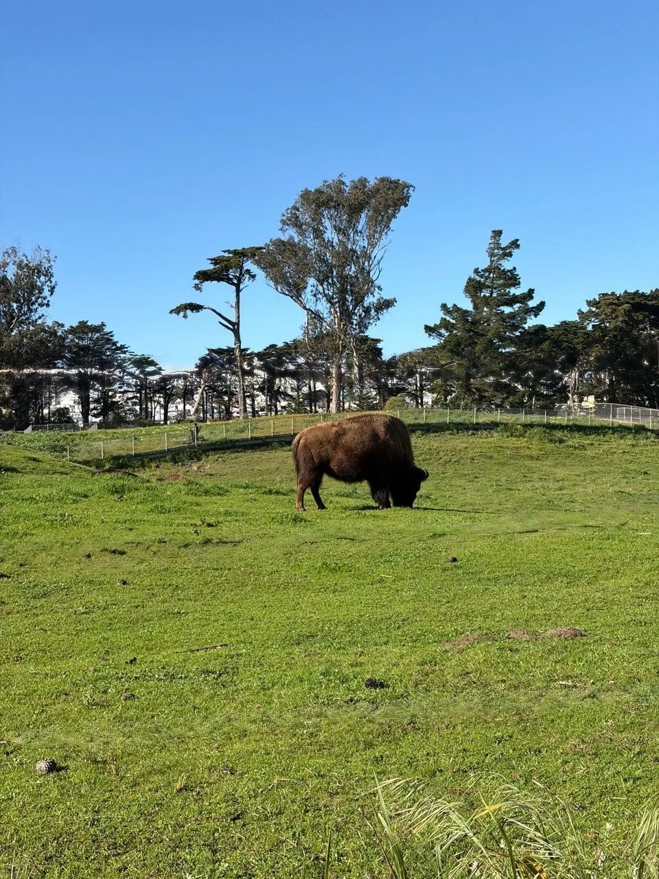 Bison grazing in Golden Gate Park