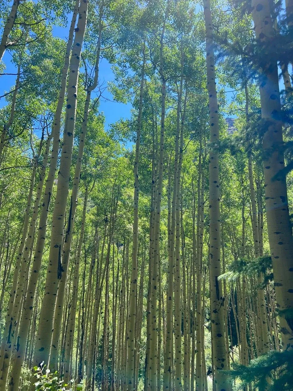 Sunlight shining through a grove of aspen trees in Aspen, Colorado
